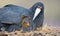 Red Knobbed Coot sitting on a nest with two chicks protecting