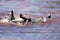 Red knobbed Coots