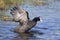 Red knobbed Coots collecting material to build nest