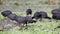 Red-knobbed Coots Feeding in Grassland