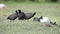 Red-knobbed Coots Feeding in Meadow