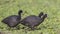 Red-knobbed Coots Walking in Field