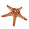 Red-knobbed starfish