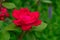 Red Knockout Rose against Green Background