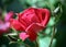 Red knockout rose with bud