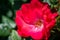 Red knockout rose on bush