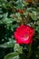 Red knockout rose bush