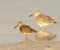 Red Knot in breeding plumage