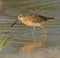 Red Knot in breeding plumage walking in shallow wa