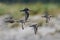 Red knot Calidris canutus