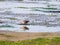 Red knot, Calidris canutus, foraging on saltmarsh at Waddensea c