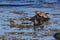 Red Knot (Calidris canutus) Iceland