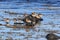 Red Knot (Calidris canutus) Iceland