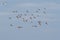 Red Knot, Grey Plover and Dunlin birds