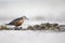 A red knot resting and foraging during migration on the beach of Usedom Germany.