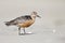 A red knot resting and foraging during migration on the beach of Usedom Germany.