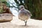 Red Knot shorebird with injured wing walking in sand