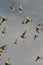 Red knots in flight