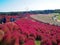 Red Kochia at Hitachi Seaside Park