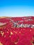 Red Kochia at Hitachi Seaside Park