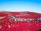 Red Kochia at Hitachi Seaside Park