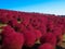 Red Kochia at Hitachi Seaside Park