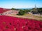 Red Kochia at Hitachi Seaside Park