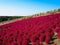 Red Kochia at Hitachi Seaside Park