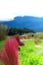 Red Kochia or summer cypress along Lake Kawaguchi with Mt. Fuji background