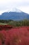 Red Kochia or summer cypress along Lake Kawaguchi with Mt. Fuji background