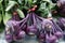 Red Kohlrabi, Red Knol khol, Red German turnip