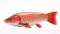 Red Koi Fish Swimming In A White Background - A Stunning Optical Illusion