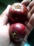 Red Kokum Fruit in hands