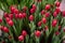 Red kung fu tulips with green leaves grow in the ground
