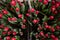 Red kung fu tulips with green leaves grow in the ground in a box on the floor indoors