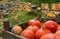 Red Kuri Pumpkins in Crate