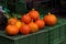 Red kuri squash