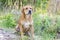 Red Labrador Mastiff mixed breed dog