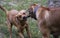 A Red Labrador pulling a stick away from a Rhodesian Ridgeback