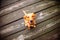 Red Labrador puppy sitting on bridge