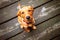 Red Labrador puppy sitting on bridge