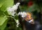 Red lacewing butterfly