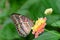 Red Lacewing Butterfly