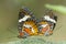 Red Lacewing butterfly, Cethosia biblis