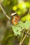 Red Lacewing butterfly, Cethosia biblis