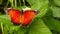 Red lacewing butterfly with tattered wings on lantana camara slow motion