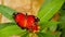 Red lacewing butterfly with tattered wings on tropical milkweed slow motion