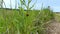 A red lady beetle with black spots crawls on a green plant