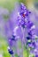 Red ladybird on beautiful purple and violet lavender