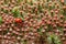 Red ladybird and blossom moss